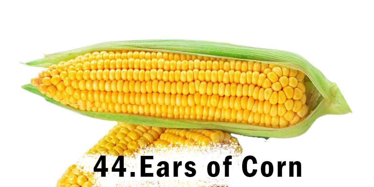 Ears of Corn