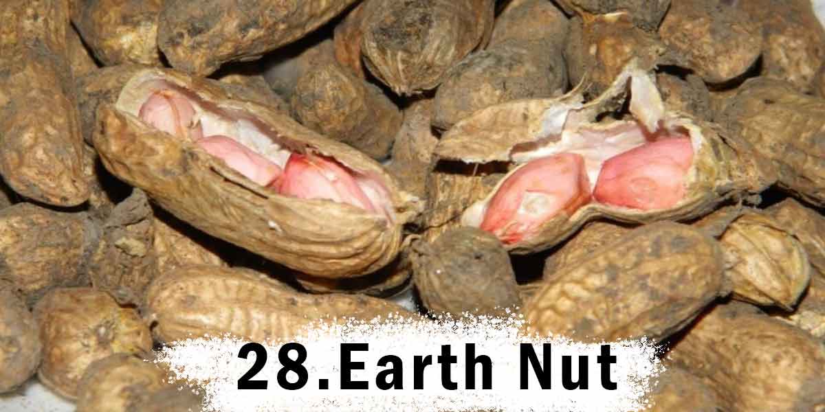 Earth Nut