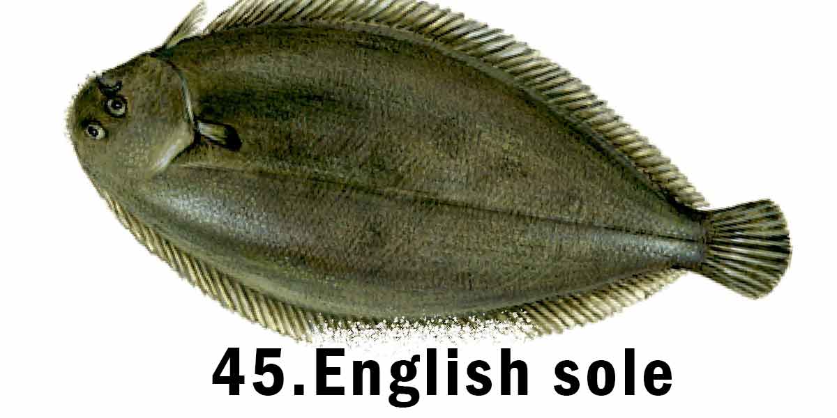 English sole