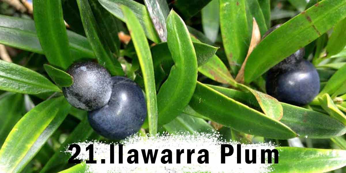 Illawarra Plum