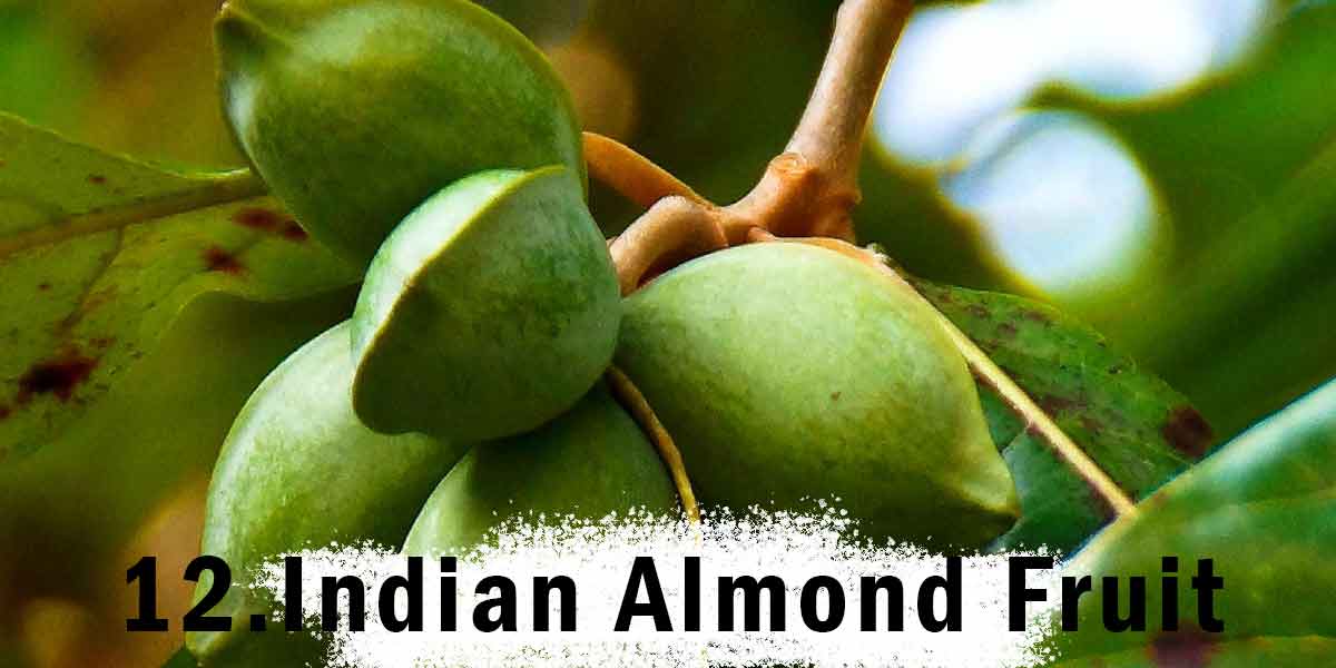 Indian Almond Fruit