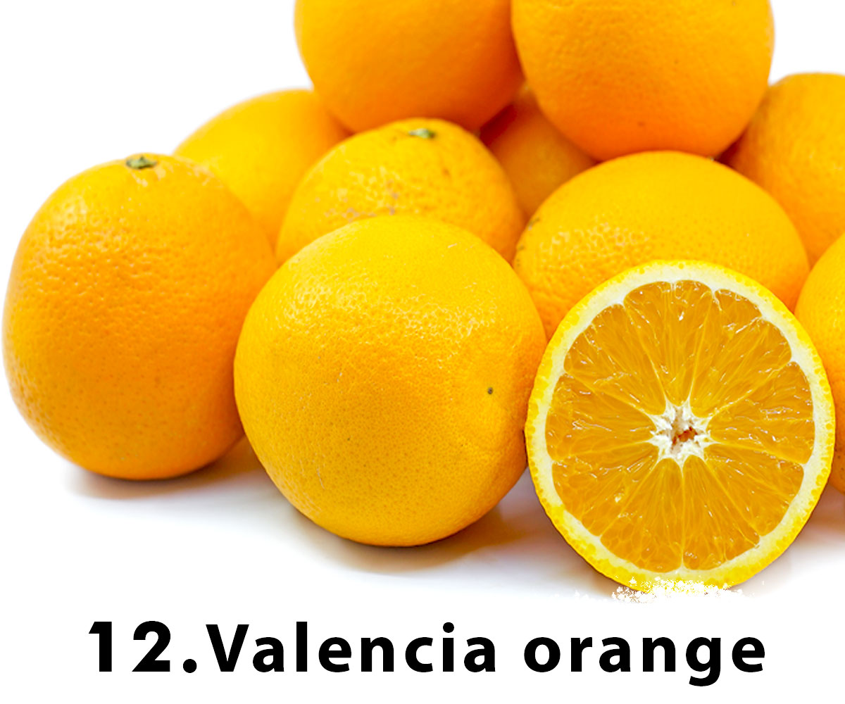 valencia orange