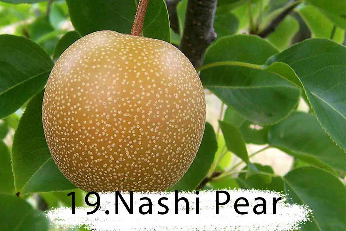 Nashi Pear