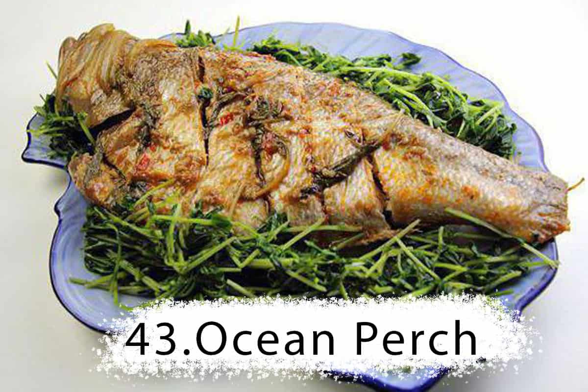 Ocean Perch